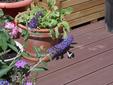 papillonnade et solanacées