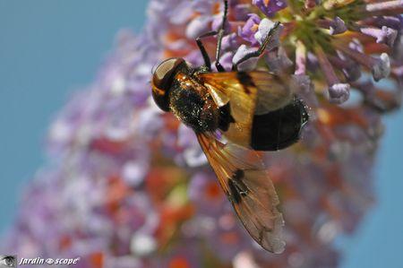 Volucella inflata