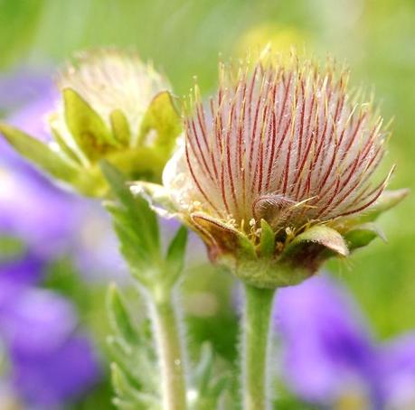 Après la fleur