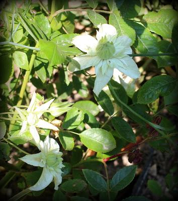 Clématites...