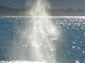 Photo jour jeudi juillet whales watching