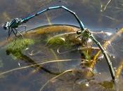 Coenagrion puella (Agrion jouvencelle)