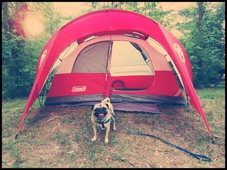 Petit guide de la parfaite campeuse (partie 1) BeFunky_tent.jpg