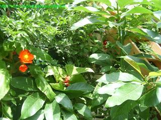 Autant pour moi, M.BEGONIA !!!!