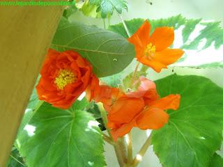 Autant pour moi, M.BEGONIA !!!!