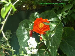 Autant pour moi, M.BEGONIA !!!!