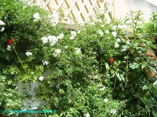 Autant pour moi, M.BEGONIA !!!!