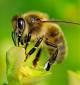 Pour une proscription des pesticides néonicotinoïdes tueurs d'abeilles