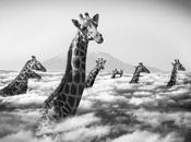 Thomas Subtil photographie drôle animaux Kenya