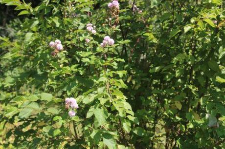 2 barres 27 juillet 2013 092.jpg