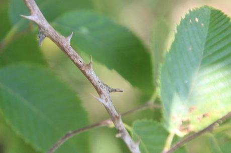 9 barres 27 juillet 2013 098.jpg