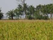 ALIMENTATION: riz, l'arsenic dans effets génotoxiques Scientific Reports