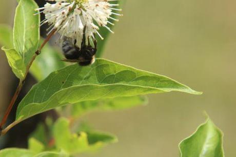 bourdon barres 27 juillet 2013 022.jpg