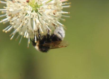 bourdon barres 27 juillet 2013 023.jpg