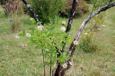 2 cephalanthus barres 27 juillet 2013 013.jpg