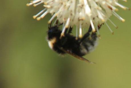 bourdon barres 27 juillet 2013 024.jpg