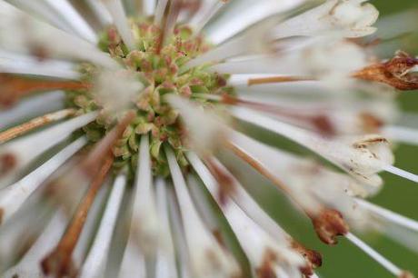 a cephanthus calice barres 27 juillet 2013 128.jpg