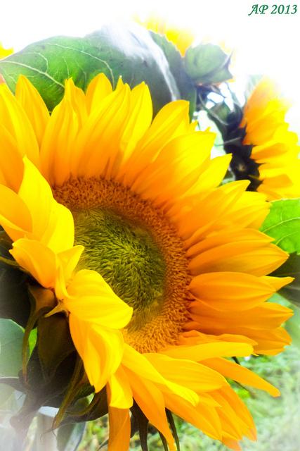 Tournesol / Sunflower