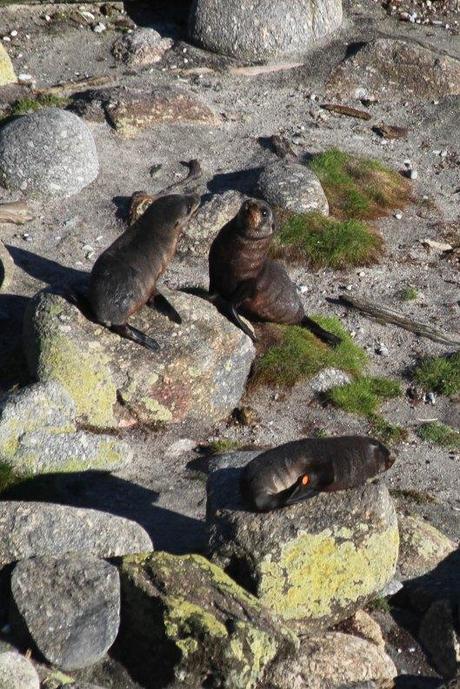 Nouvelle Zélande - Cape Foulwind - les lubies de louise (4 sur 21)