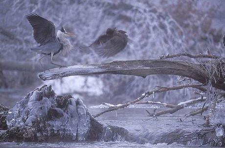 vincent munier combat heron cendre buse variable Comment photographier les animaux sauvages dans leur environnement