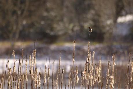 passereaux roseaux 1 585x390 Comment photographier les animaux sauvages dans leur environnement