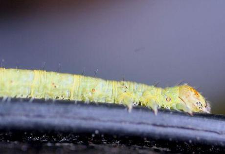 2 chenille 29 juillet 2013 007.jpg