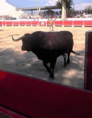 Tauromachie et penser global