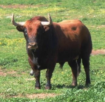Tauromachie et penser global