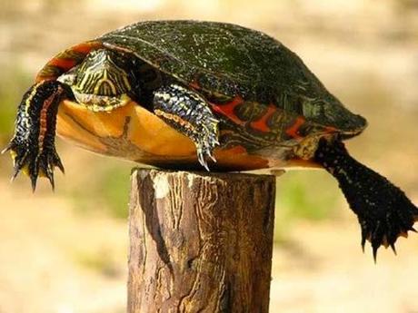 La tortue-piquet