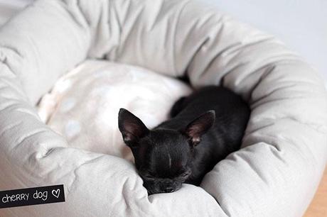Paniers et coussins pour chiens : vive le confort !
