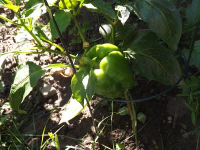 Notre jardin partie 2