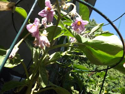 Notre jardin partie 2