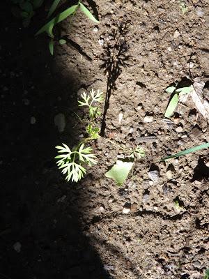 Notre jardin partie 2