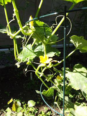 Notre jardin partie 2