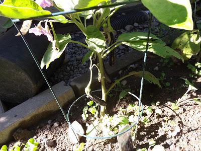 Notre jardin partie 2