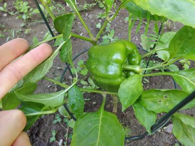 Notre jardin partie 2