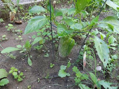 Notre jardin partie 2