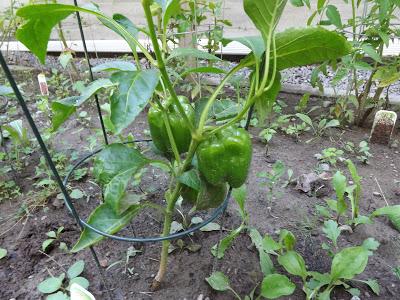 Notre jardin partie 2