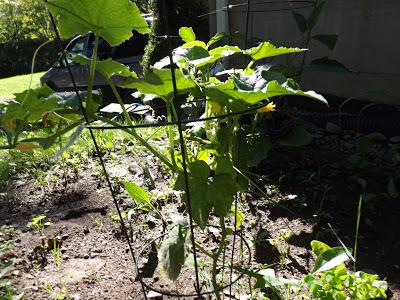 Notre jardin partie 2