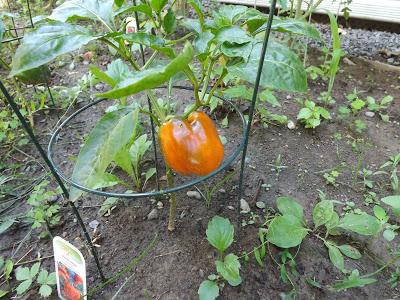 Notre jardin partie 2