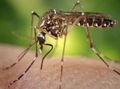 Dengue Thaïlande: protégez-vous moustiques