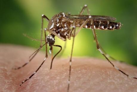 Epidemie de dengue en Thailande