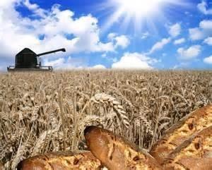 En s’alliant, paysans, meuniers et boulangers défient le marché du blé