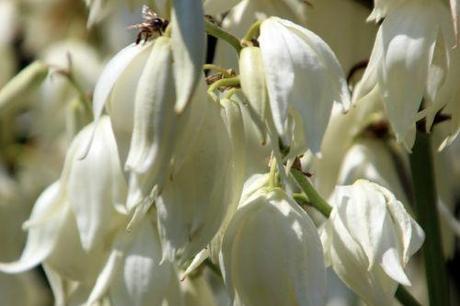 yucca flaccida 5 barres 27 juillet 2013 038.jpg
