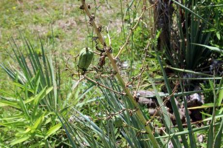 b barres 27 juillet 2013 054.jpg