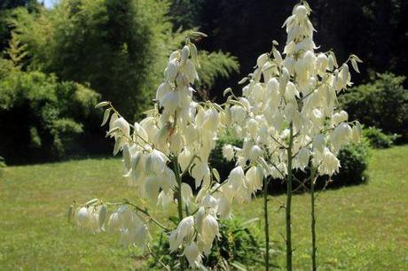 yucca flaccida 2 barres 27 juillet 2013 046.jpg
