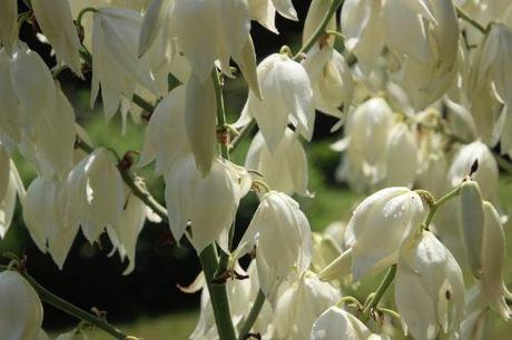 yucca flaccida 4 barres 27 juillet 2013 043.jpg