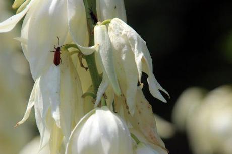 yucca flaccida 7 barres 27 juillet 2013 040.jpg
