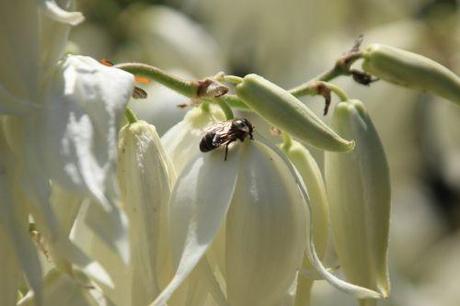 yucca flaccida 8 barres 27 juillet 2013 041.jpg