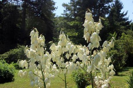 yucca flaccida 3 barres 27 juillet 2013 044.jpg